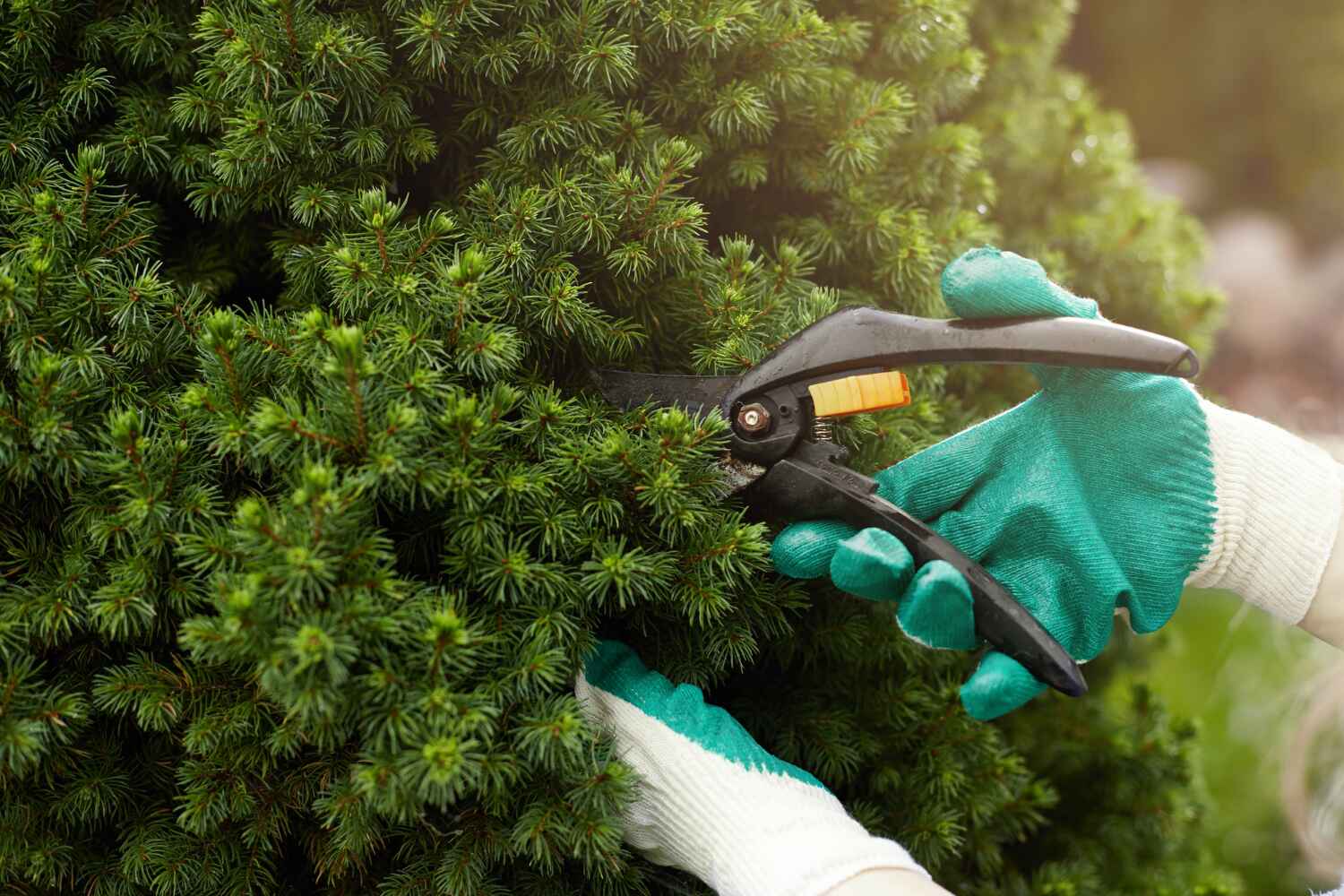 Best Affordable Tree Service  in Mcgregor, FL